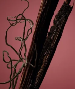 HUGO BOSS The Scent Absolute Eau De Parfum 100 Ml| Agua De Perfume Mujer